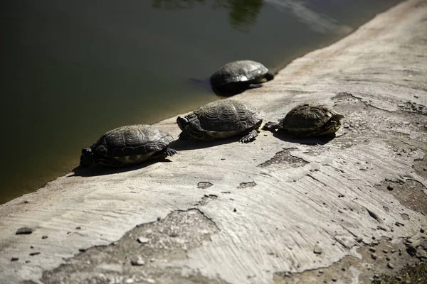 Tartarugas no lago — Fotografia de Stock