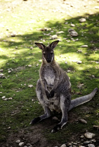 Kangur w parku — Zdjęcie stockowe