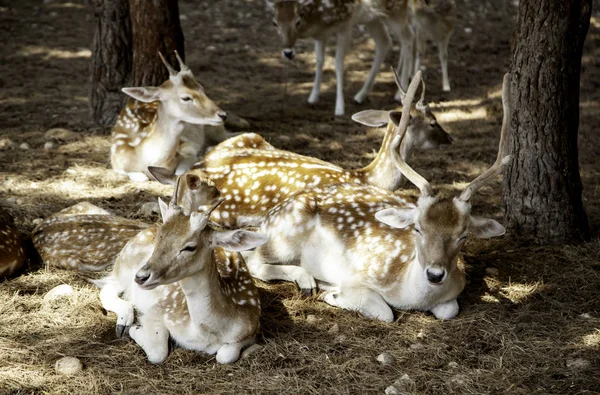 Deer in forest — Stock Photo, Image