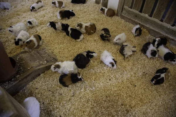 Guinea pigs in farm — Stock Photo, Image
