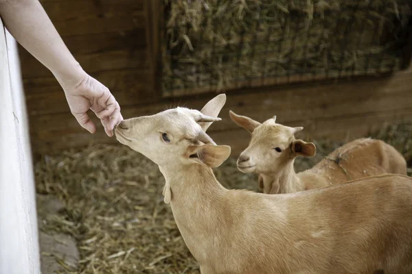 Lambs and sheep farm — Stock Photo, Image