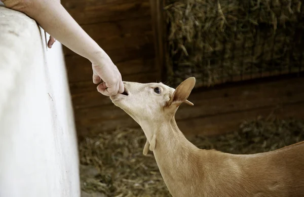 Lambs and sheep farm — Stock Photo, Image