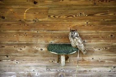 Baykuş gerçek şahin