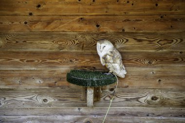 Baykuş gerçek şahin