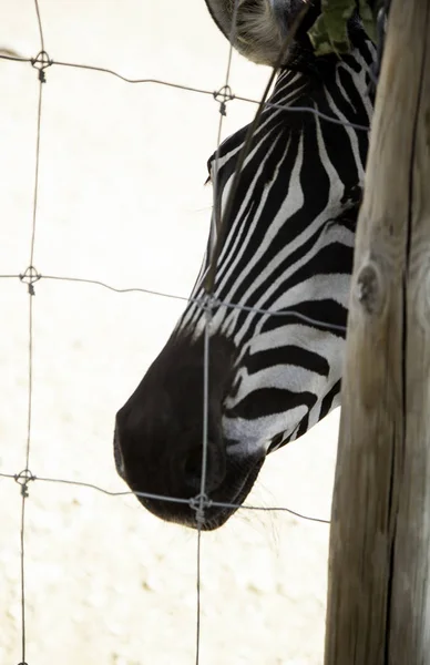 Wilder Zebrakäfig — Stockfoto