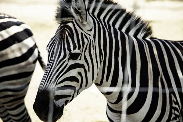 Zebra selvagem enjaulada — Fotografia de Stock