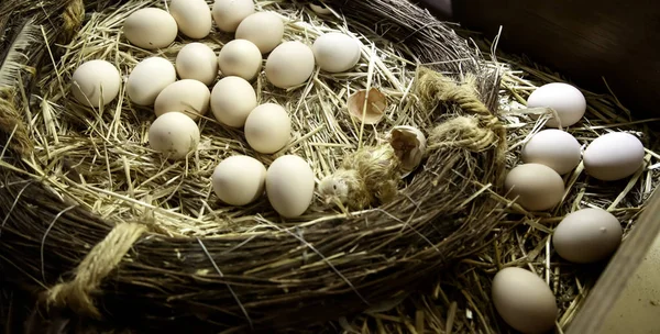 Pintainho saindo ovo — Fotografia de Stock