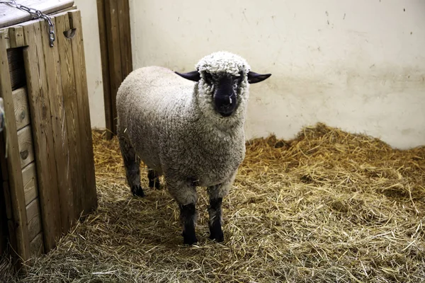 Lambs and sheep farm — Stock Photo, Image