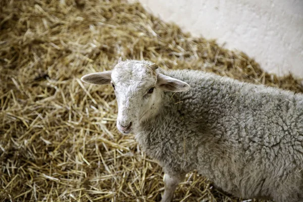 Lambs and sheep farm — Stock Photo, Image