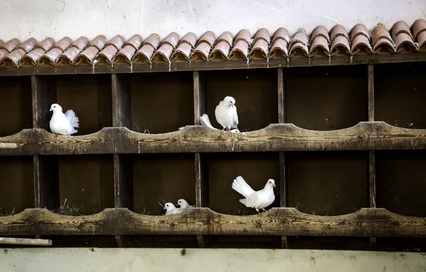Doves in dovecote — Stock Photo, Image