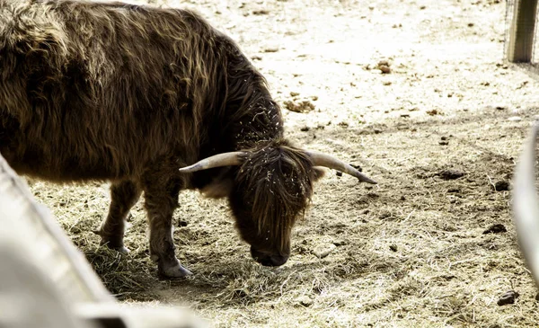 Farma divokých Ox — Stock fotografie