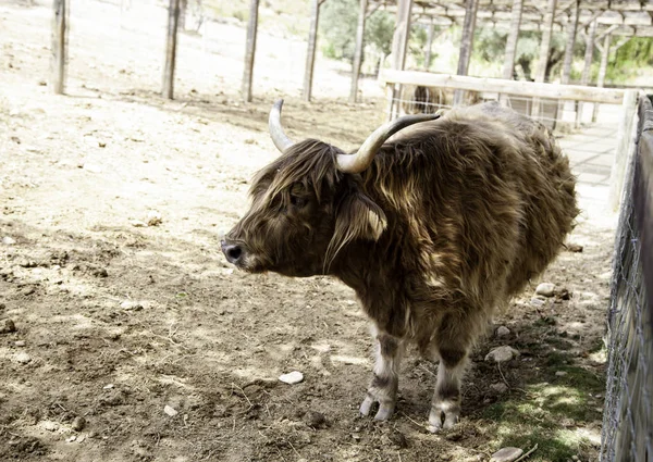 Farma divokých Ox — Stock fotografie