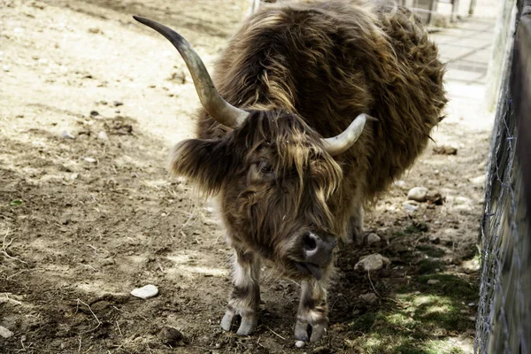 Farma divokých Ox — Stock fotografie
