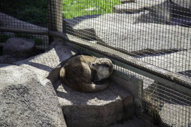 Göldeki su samurları