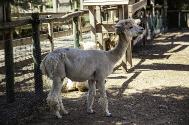 Vahşi Alpaca kafesli