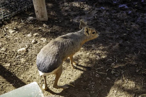 Prairie Dog — Stock Photo, Image