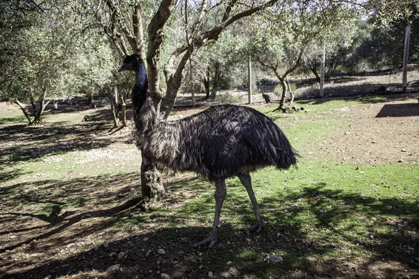 Дикий страус — стоковое фото