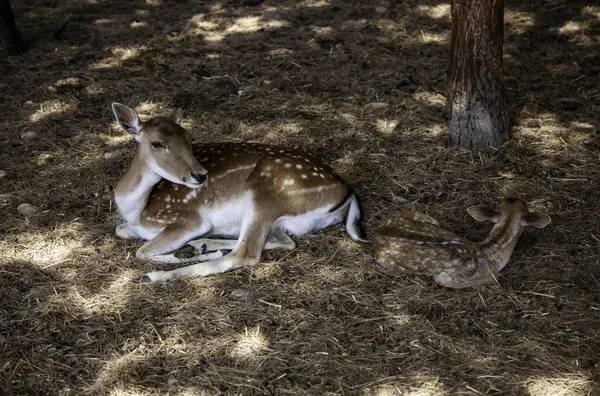 Deer in forest — Stock Photo, Image