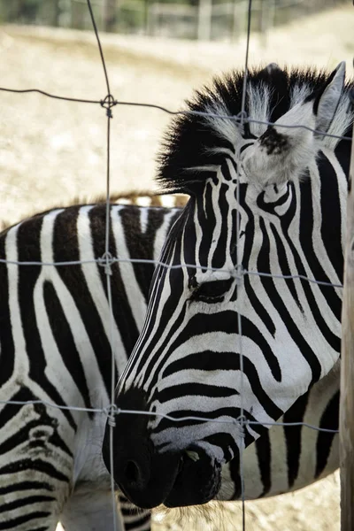 Zebra selvagem enjaulada — Fotografia de Stock