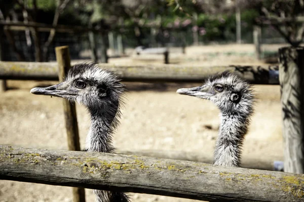 Дикі страуса — стокове фото