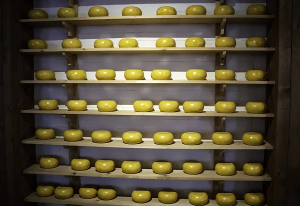 Hollanda'da Peynirler — Stok fotoğraf