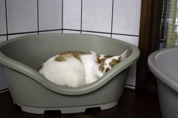 Katt husdjur — Stockfoto