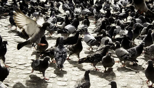 Pigeons in street — Stock Photo, Image