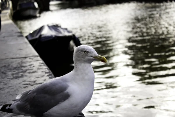 Seagulls in Amsterdam — Stock Photo, Image
