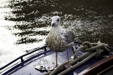 Amsterdam'da martılar