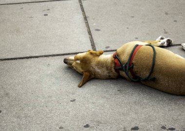 Sokakta yatan köpek