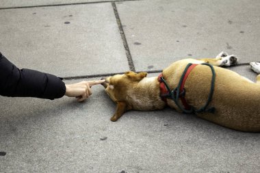 Sokakta yatan köpek