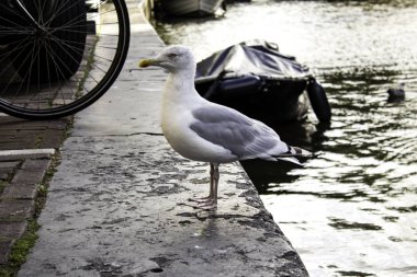 Amsterdam'da martılar