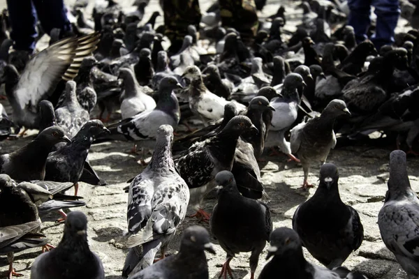 Pombos na rua — Fotografia de Stock