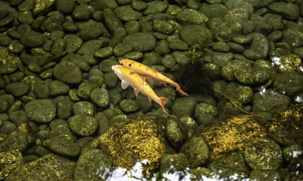 Vissen in de rivier — Stockfoto