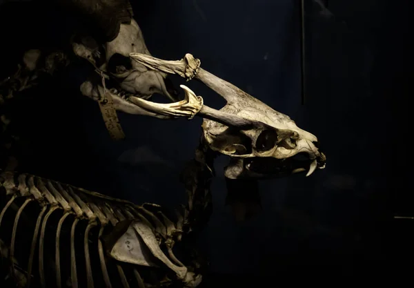 Mammal skeletons anatomy — Stock Photo, Image