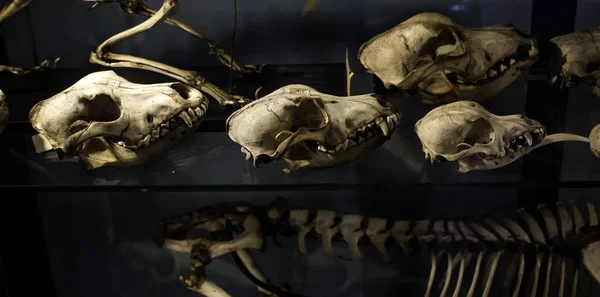 Mammal skeletons anatomy — Stock Photo, Image