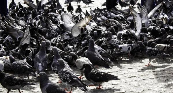Güvercin sokak — Stok fotoğraf