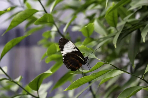 Fjärilar entomologi — Stockfoto