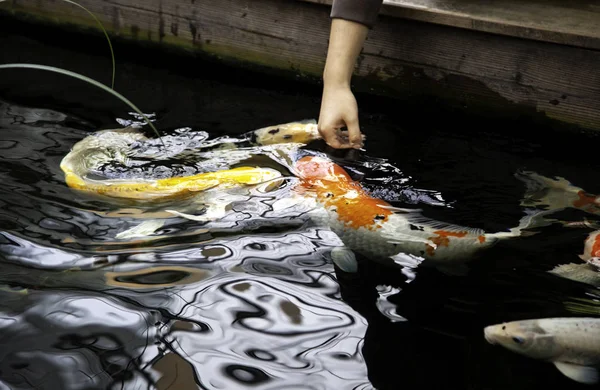 Japanse karpers — Stockfoto