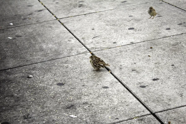 Moineau domestique — Photo