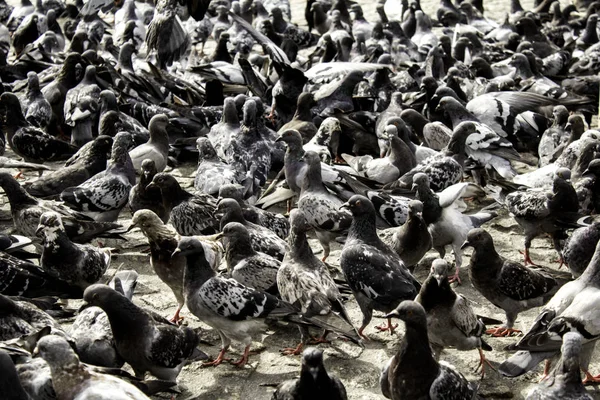 Pombos na rua — Fotografia de Stock