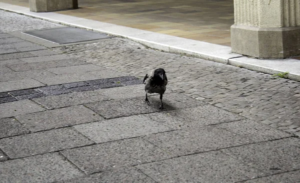 Corvo Negro — Fotografia de Stock