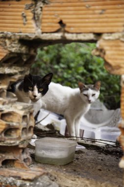 Terk edilmiş kediler sokak