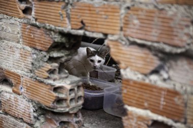 Terk edilmiş kediler sokak