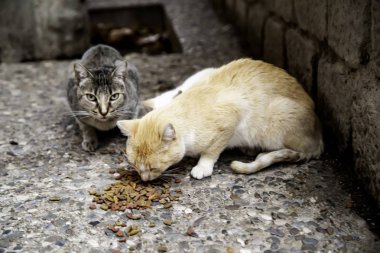 Terk edilmiş kediler sokak
