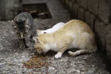 Terk edilmiş kediler sokak