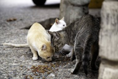 Terk edilmiş kediler sokak