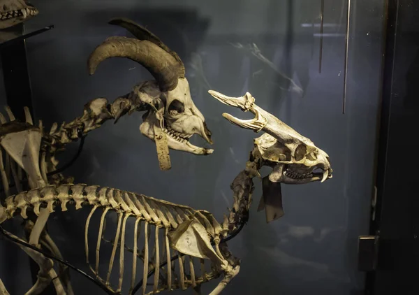 哺乳动物骨骼解剖 — 图库照片
