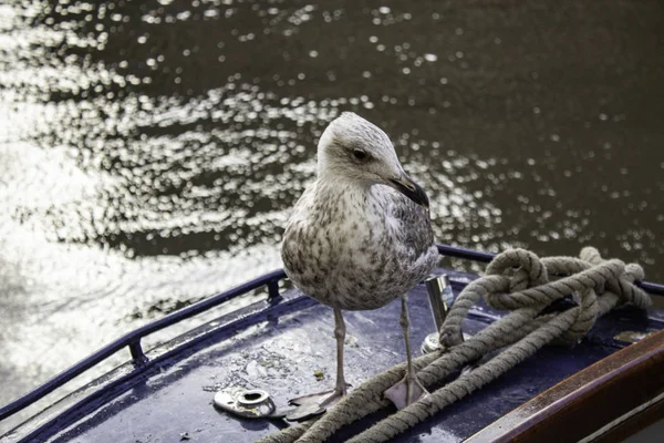 Mouettes en Amsterdam — Photo