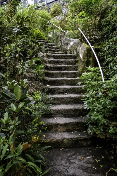 Escada na floresta — Fotografia de Stock